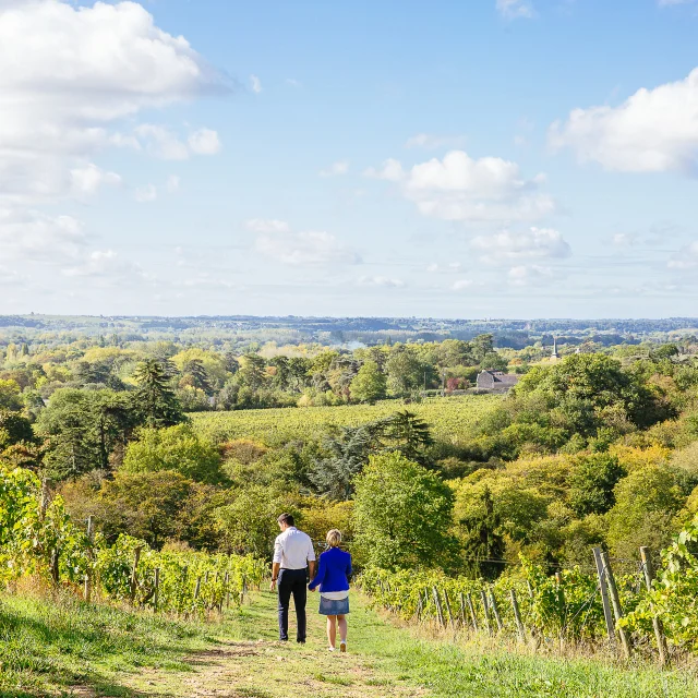 Balade en couple dans le vignoble de Savennière