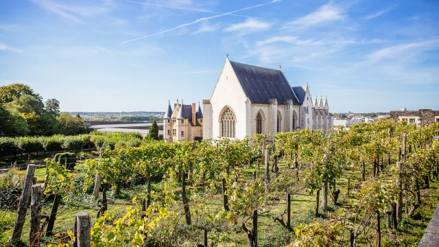 Vignes et chapelle du Château d'Angers