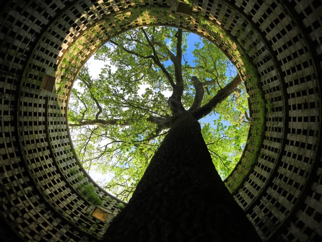 PIGEONNIER DE POUZAY AVEC EN SON CENTRE UN CHÊNE CLASSE PARMI LES 250 ARBRES REMARQUABLES DE FRANCE