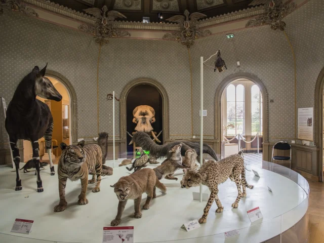 Muséum des Sciences Naturelles d'Angers