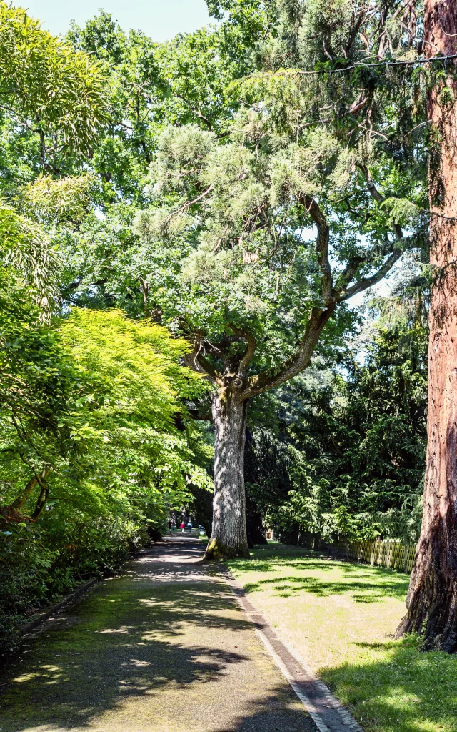 Arboretum Gaston Allard Angers