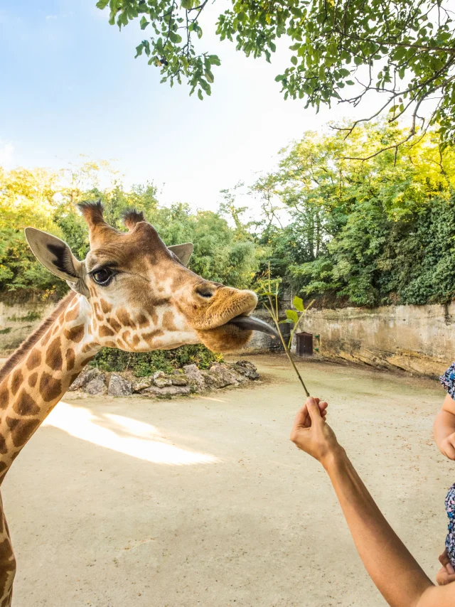 Une mère et sa fille devant une girafe au Bioparc de Doué la Fontaine