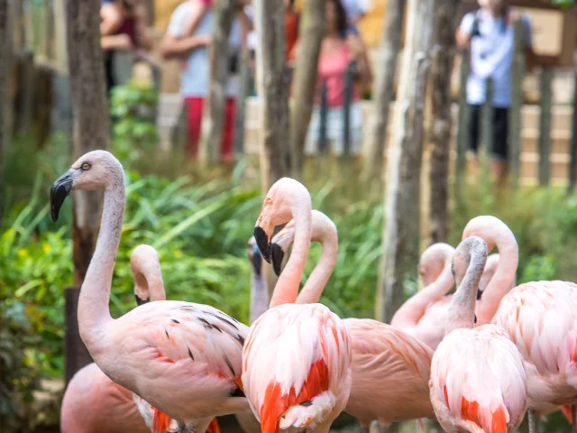 Bioparc-doue-la-fontaine-flamants-rose-Christophe-Martin-Anjou-Tourisme.jpg