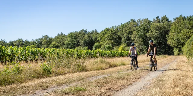 Ciclistas de grava en el viñedo