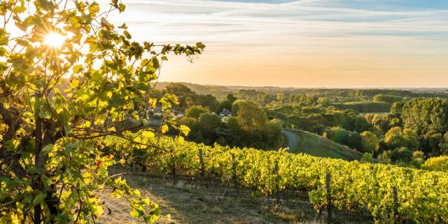 Vineyards at sunset