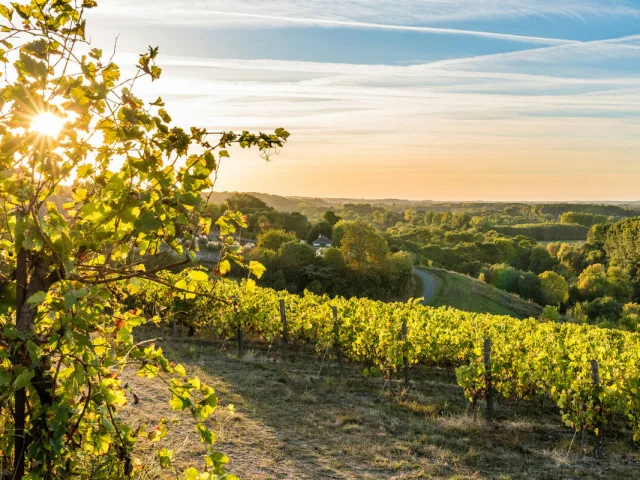 Paysage de vignoble angevin