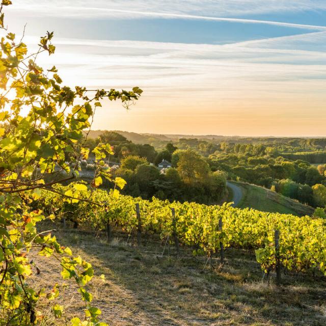 Paysage de vignoble angevin