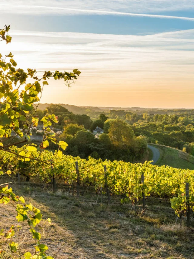 Paysage de vignoble angevin