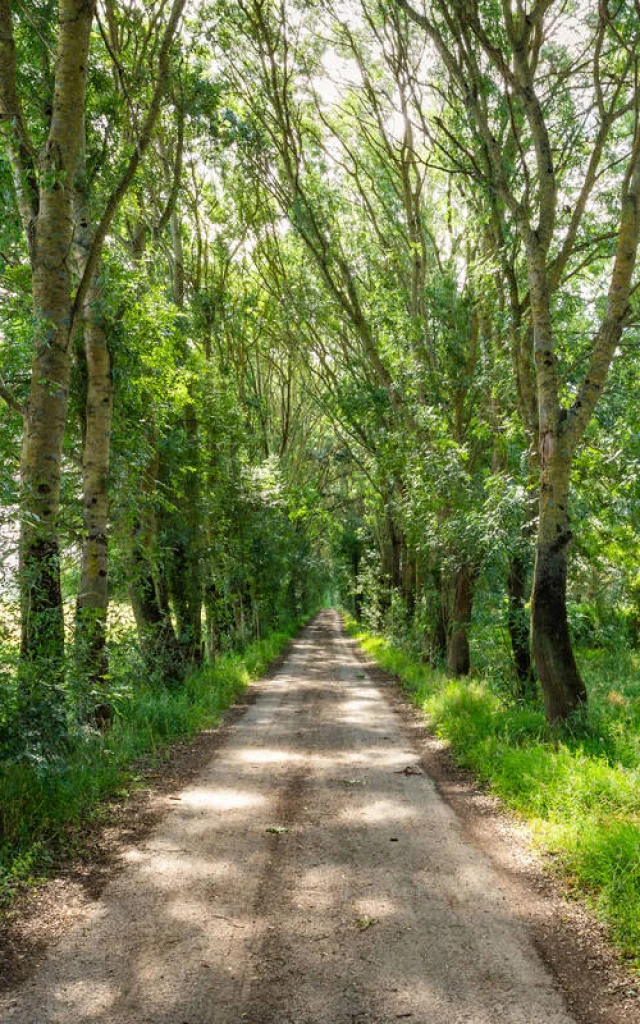 ile-saint-aubin-arbre.jpg