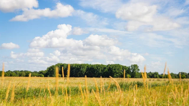 Plan large des prairies ensoleillées