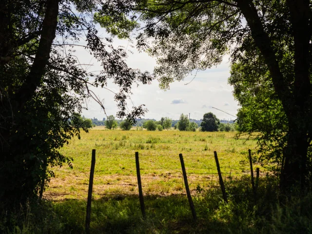 Ile Saint-Aubin meadows