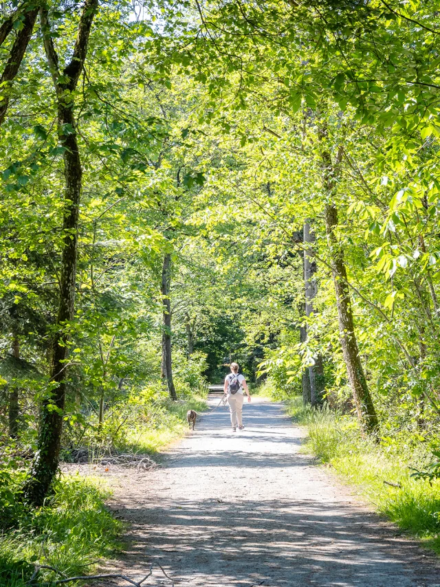 Personne qui se balade en forêt