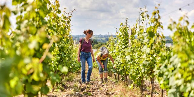 rando-vignoble-murs-erigne.jpg