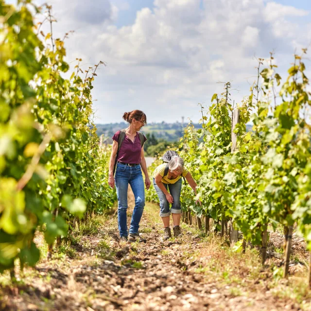 Balade dans le vignoble