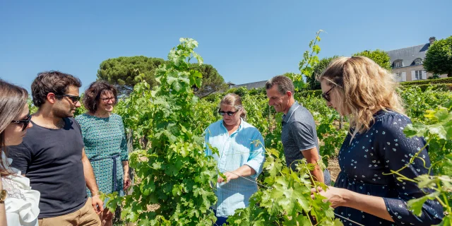 Discovering the vineyards