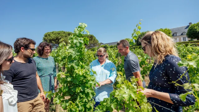 Discovering the vineyards