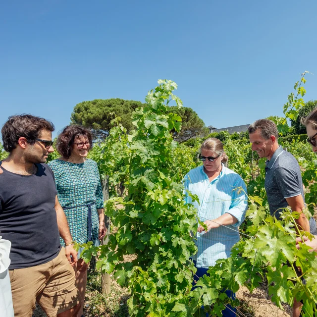 Discovering the vineyards