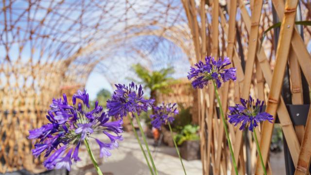 Flowers at Terra Botanica