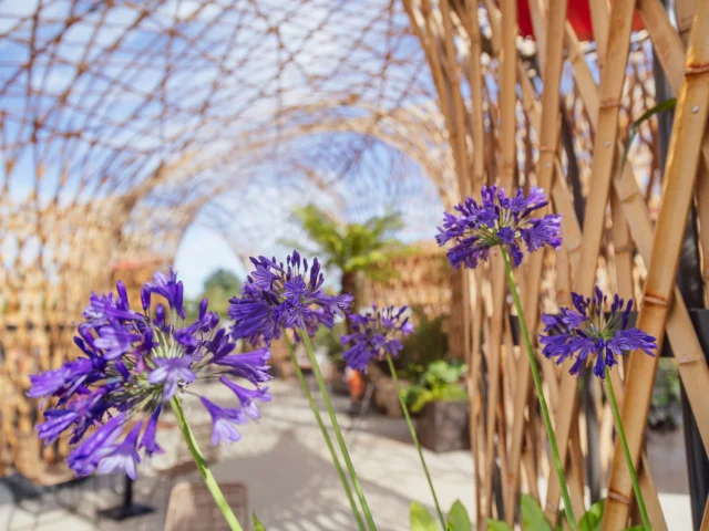 Flowers at Terra Botanica