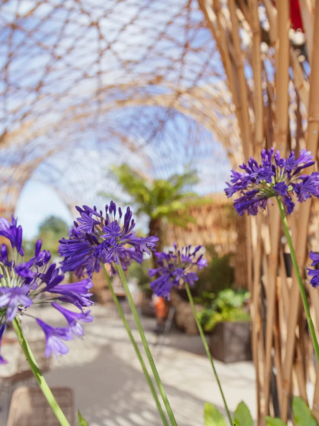 Fleurs dans le parc de Terra Botanica