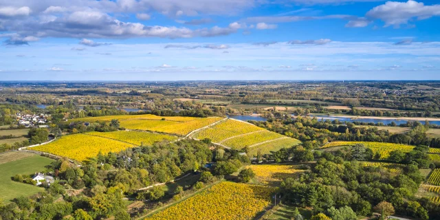 Vignoble de Savennières