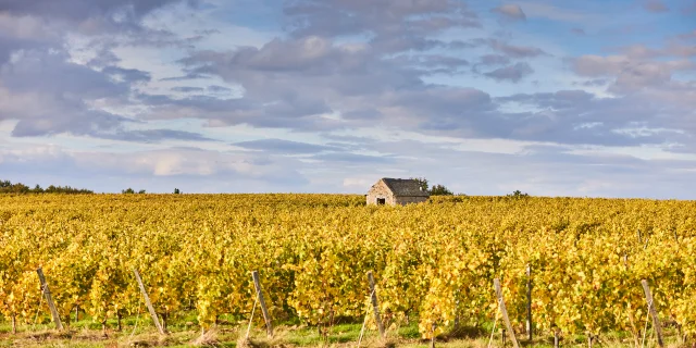 Vignes à l'automne (feuilles jaunes) et une petite bâtisse en pierres au second plan