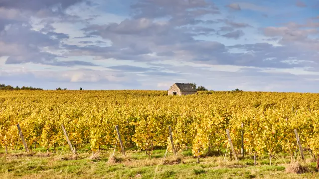 Vignes à l'automne (feuilles jaunes) et une petite bâtisse en pierres au second plan