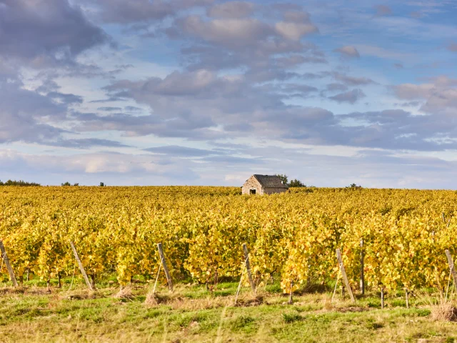 Vignes à l'automne (feuilles jaunes) et une petite bâtisse en pierres au second plan