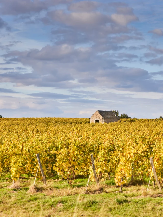 Vignes à l'automne (feuilles jaunes) et une petite bâtisse en pierres au second plan