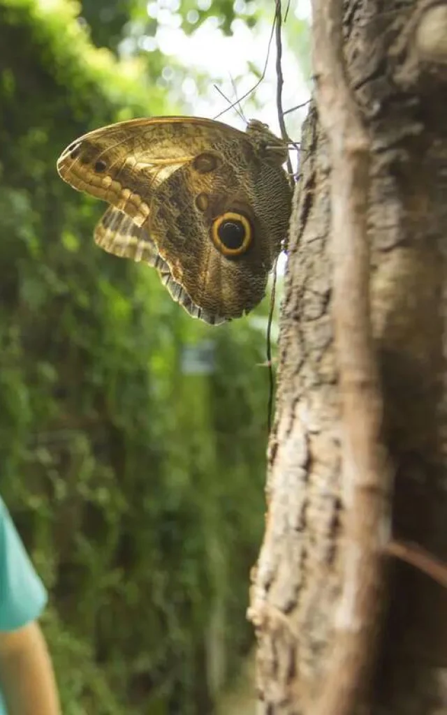 The butterfly gallery