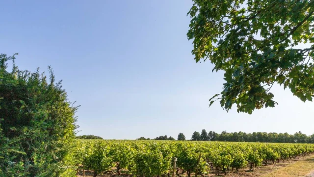 Vignoble De Savennieres D Mouraud Destination Angers