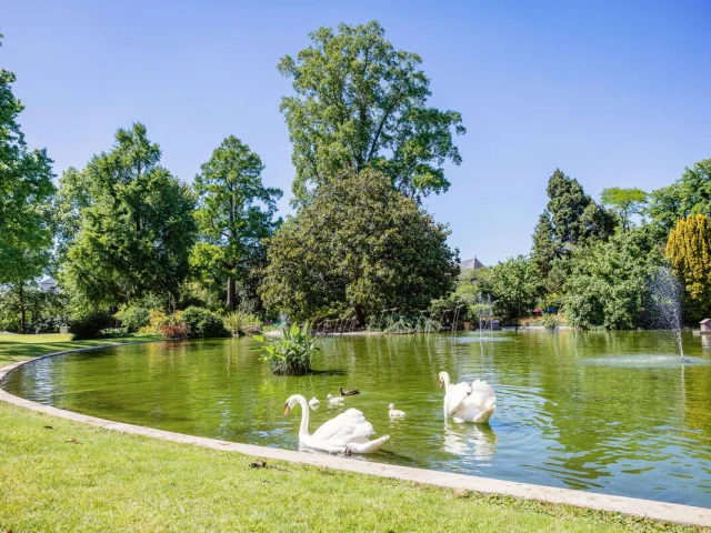 Cygnes sur le plan d'eau