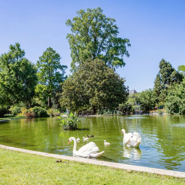 Cygnes sur le plan d'eau