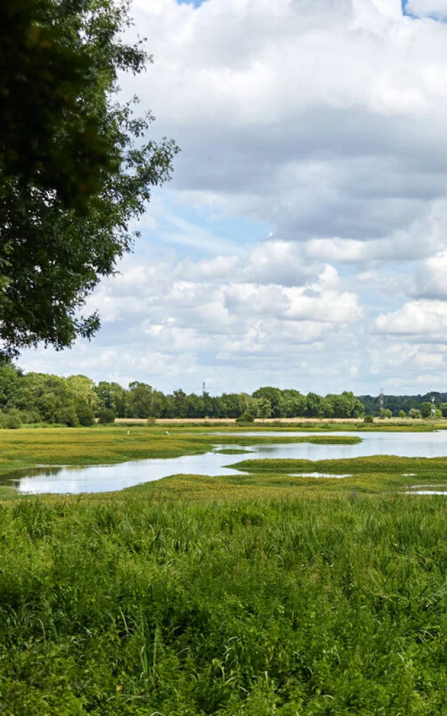 Marais de Montreuil-Juigné