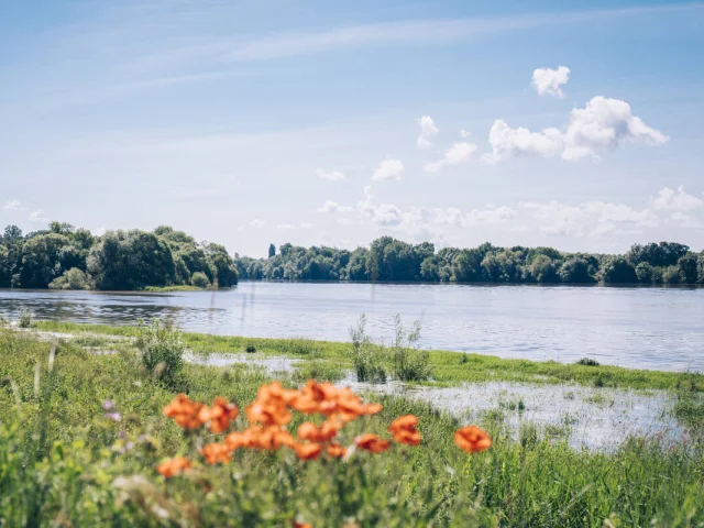 Plan large paysage bord de Loire avec au premier plan des coquelicots