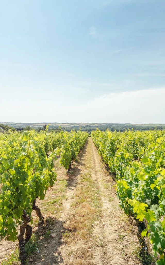 Vines in the heart of the Angevin vineyards