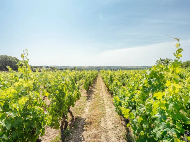 Vue sur un chemin de vignes