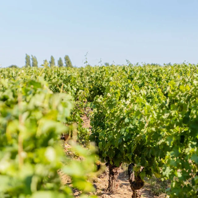 Vignes Savennieres