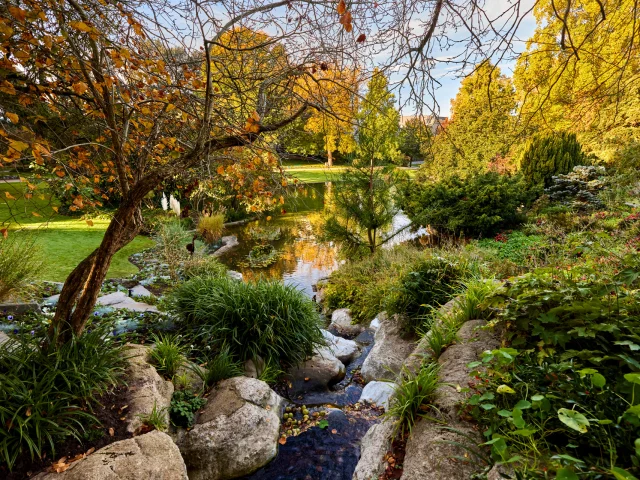 Garden of plants in automn