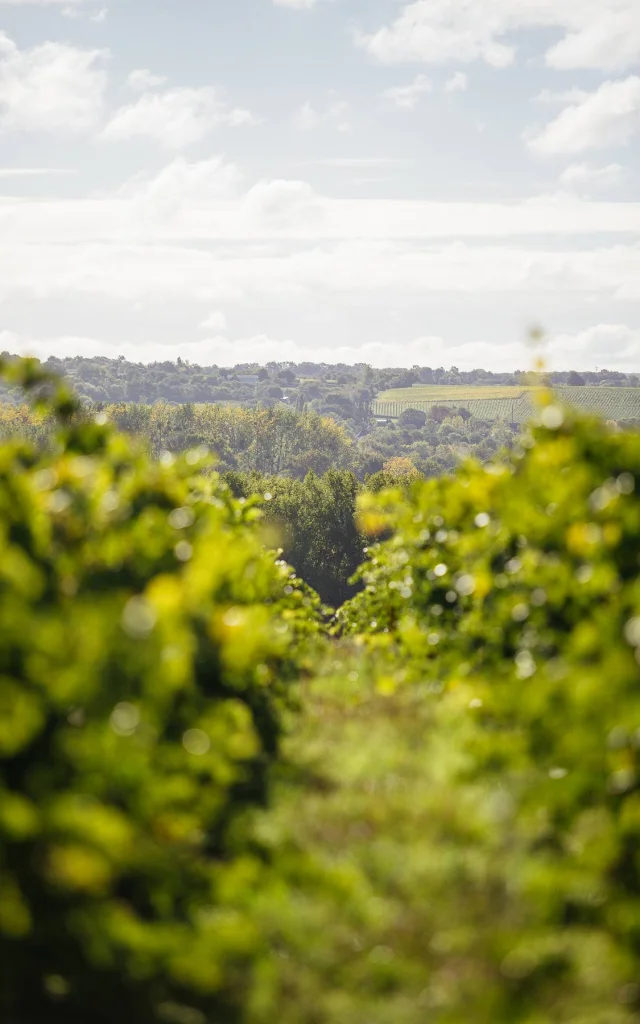 Les Vignes