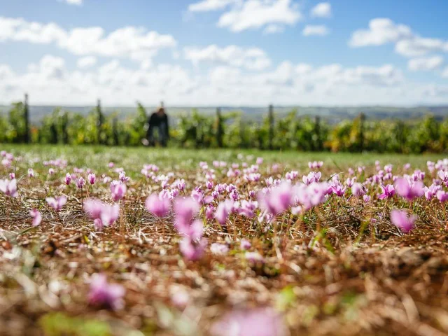 Cyclamens aux abords des vignes