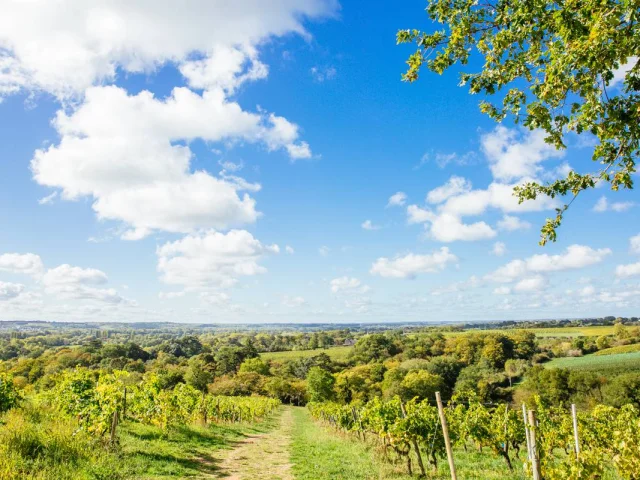 Savennieres Au Coeur Des Vignes Les Conteurs