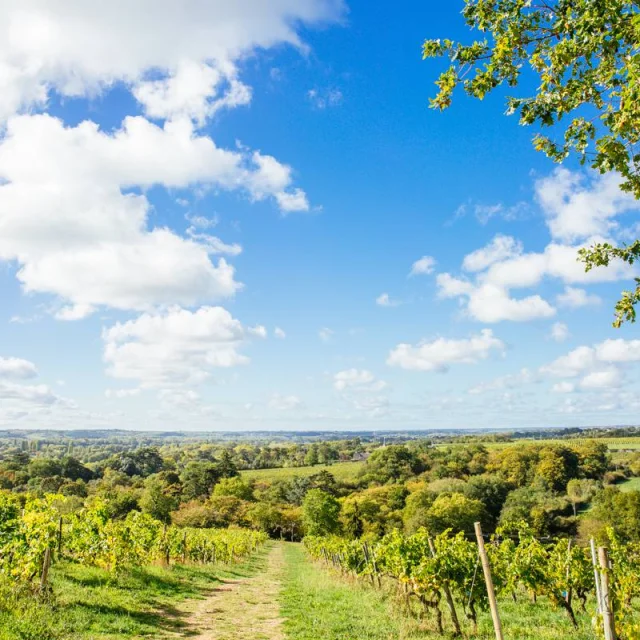 Savennieres Au Coeur Des Vignes Les Conteurs