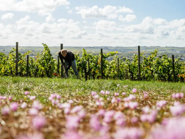 Vineyards of Savennières