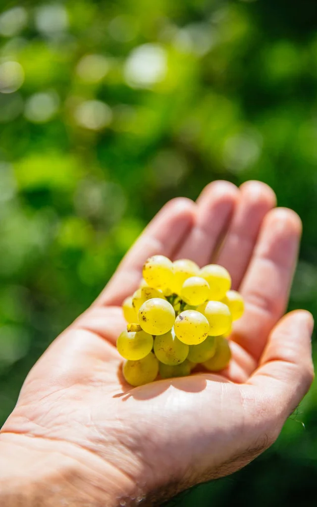 Une grappe de raisin blanc de Savennières