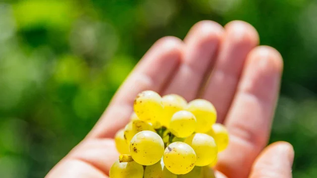 Savennières grapes