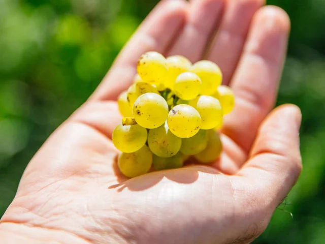 Savennières grapes