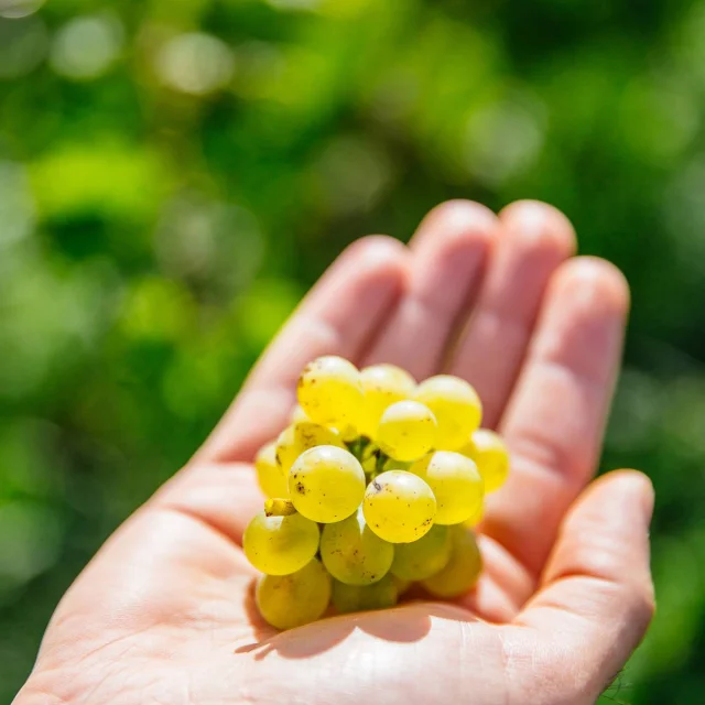 Une grappe de raisin blanc de Savennières