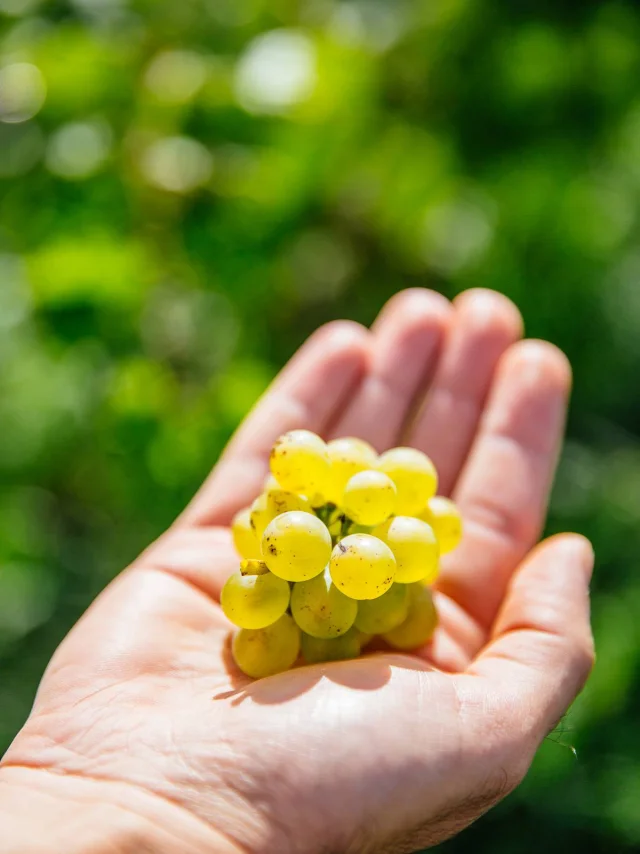 Une grappe de raisin blanc de Savennières