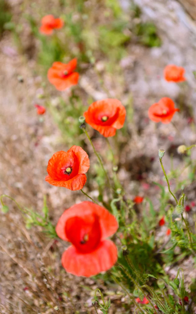 Coquelicots du jardin Méditerranéen